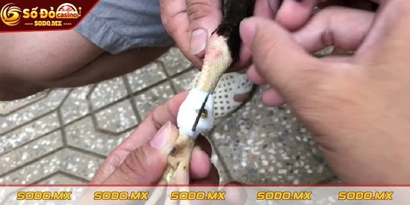 Lý do cần biết cách băng cựa gà đúng kỹ thuật