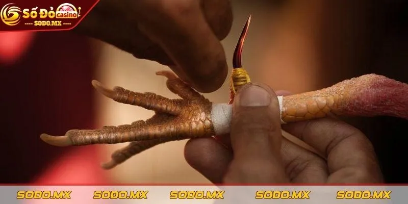 Sai lầm trong cách băng cựa gà đúng kỹ thuật