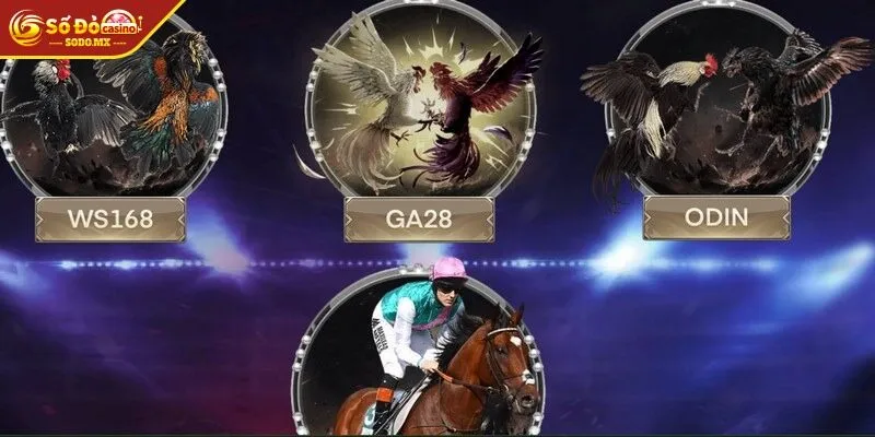 Hồi hộp, kịch tính với từng trận đấu đá gà